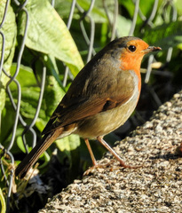 Erithacus rubecula