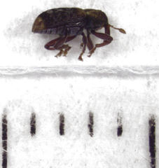 Peristoreus flavitarsis