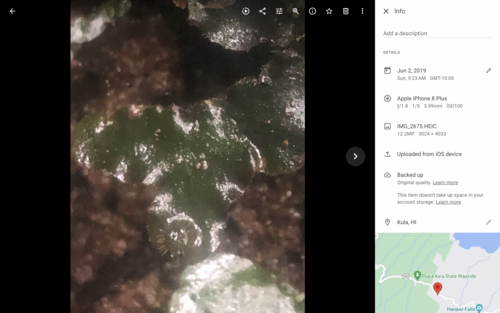 Dumortiera hirsuta observed 2019-06-02