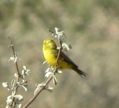 Crithagra flaviventris