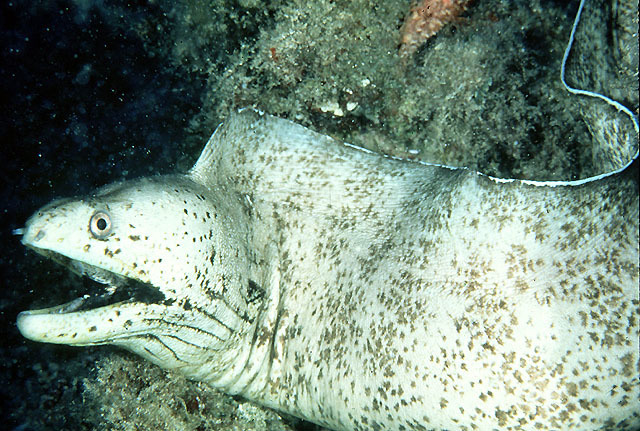 Brown Speckled Eel
