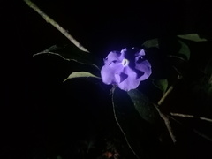 Brunfelsia grandiflora