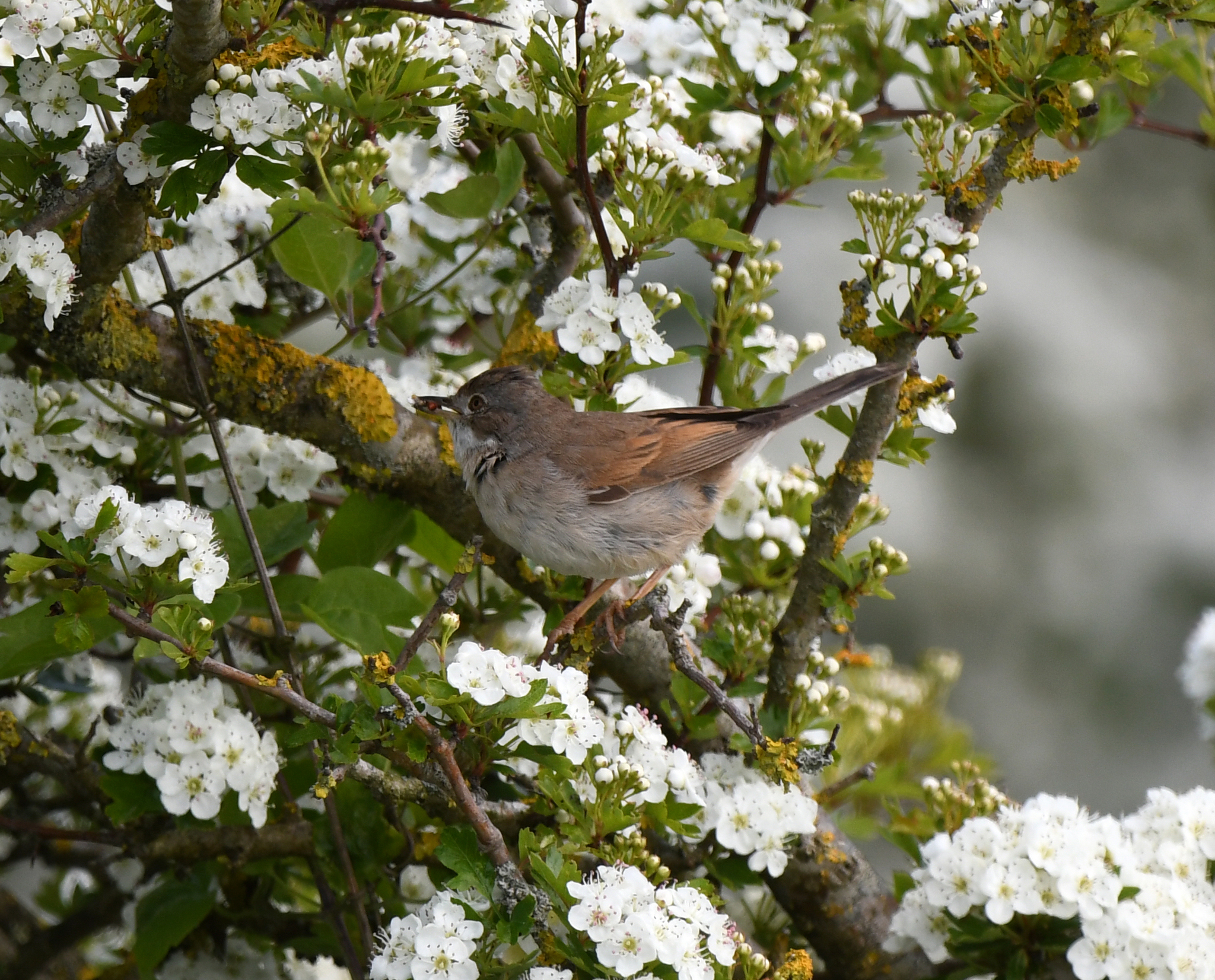 Common Whitethroat