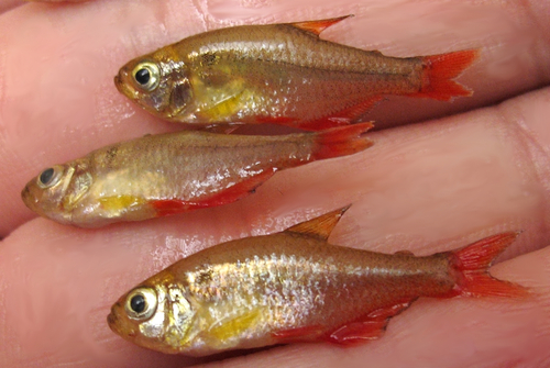 Ecuadorian tetra (Hyphessobrycon ecuadoriensis) — Characidae — 3