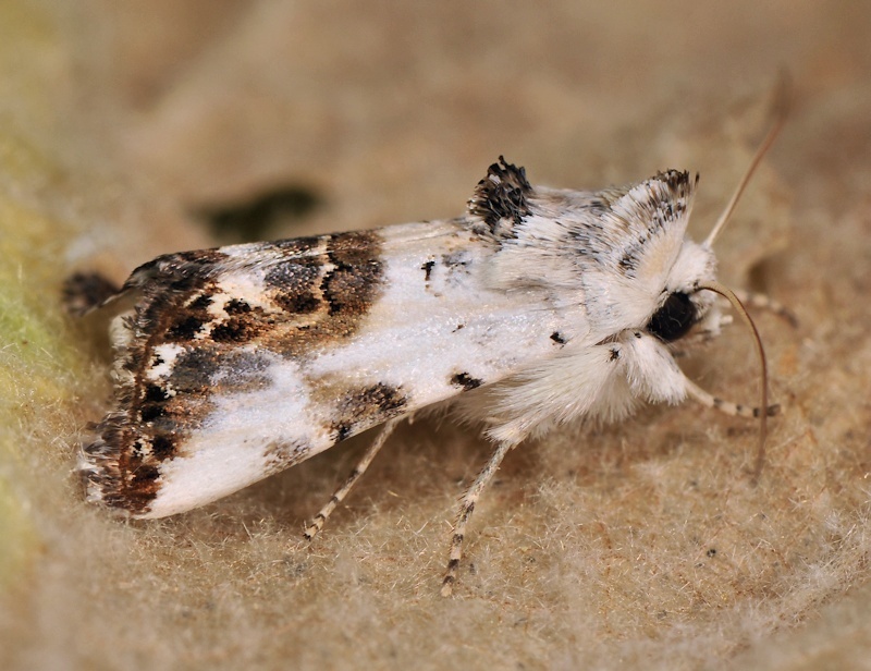 Calophasia opalina
