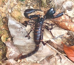 Heterometrus spinifer