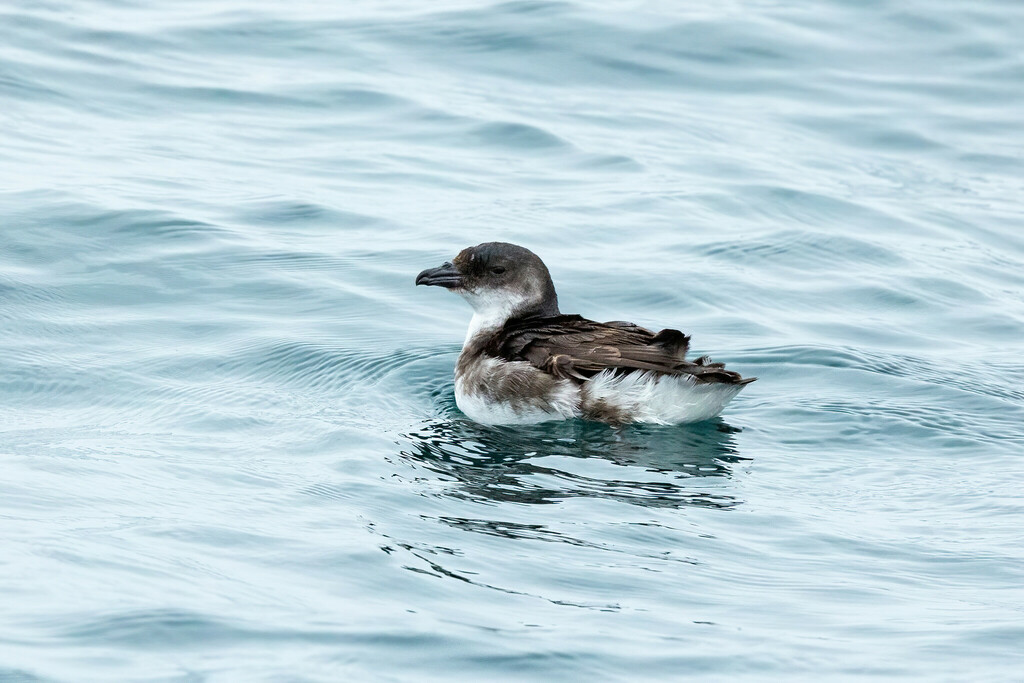 Peruvian Diving-Petrel photo