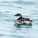 Peruvian Diving Petrel - Photo (c) Thibaud Aronson, some rights reserved (CC BY-SA), uploaded by Thibaud Aronson