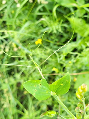 Image of Lathyrus rotundifolius by (c) Jacek Pietruszewski, some rights reserved (CC BY)
