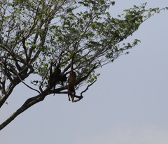 Alouatta macconnelli