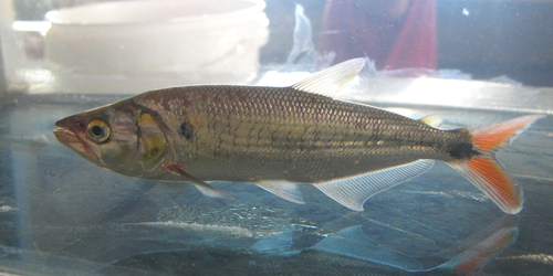 Silver brycon (Brycon alburnus) — Bryconidae — 3