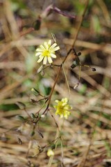 Hieracium megacephalon