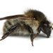 Bombus pascuorum mniorum - Photo (c) Jan Grathwohl, algunos derechos reservados (CC BY-NC), subido por Jan Grathwohl