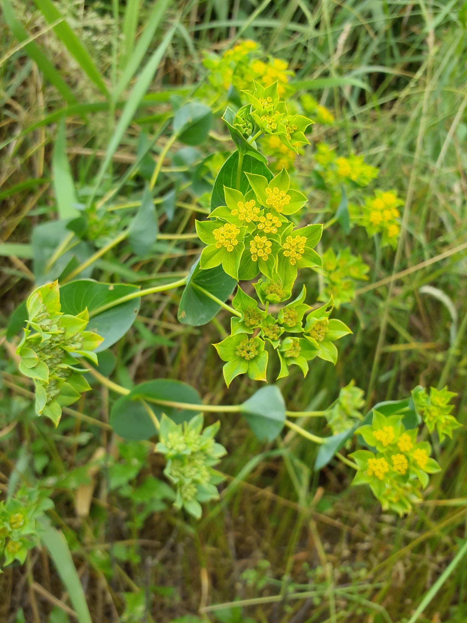 Bupleurum rotundifolium