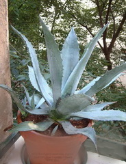 Agave americana