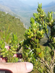 Psoralea obliqua