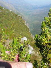 Hycleus quadriguttatus