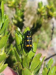 Hycleus quadriguttatus