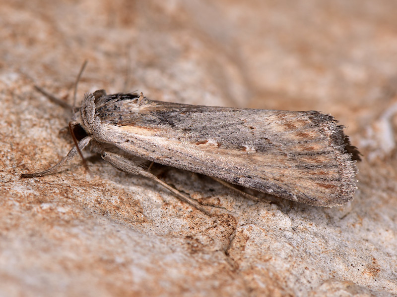 Epimecia