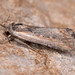 Epimecia ustula - Photo (c) Paolo Mazzei, some rights reserved (CC BY-NC), uploaded by Paolo Mazzei