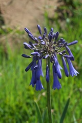 Agapanthus inapertus