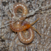 Compost Centipedes - Photo (c) Shreyas Kuchibhotla, some rights reserved (CC BY-NC), uploaded by Shreyas Kuchibhotla