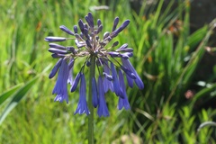 Agapanthus inapertus