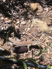 Callopistes maculatus