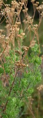 Nidorella pinnata