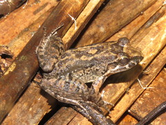 Leptodactylus petersii