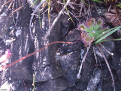 Drosera esterhuyseniae