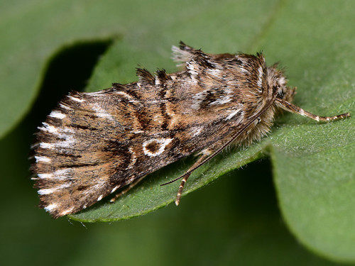 Omphalophana antirrhinii Hübner, 1803