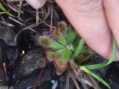 Drosera esterhuyseniae