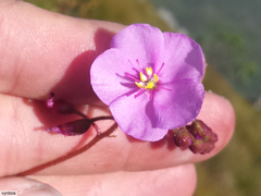 Drosera esterhuyseniae