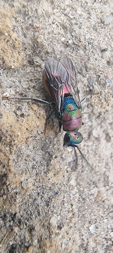 Hedychrum rutilans, 6708 LP Wageningen, Netherlands, photo 5 of 10