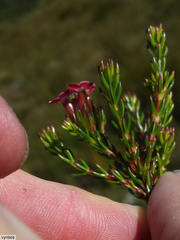 Erica fastigiata