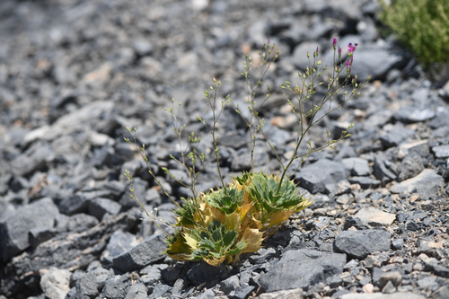 Ripley's gilia (Aliciella ripleyi)