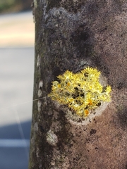 Teloschistes exilis