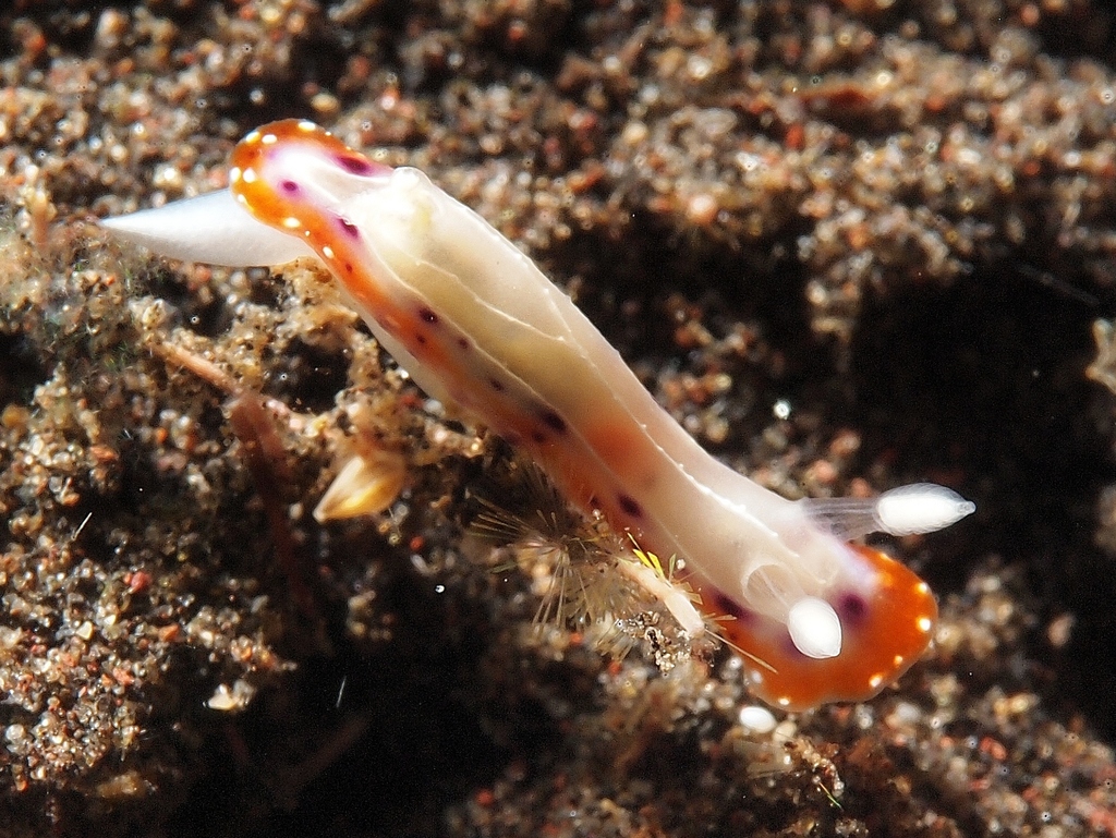 Spotted-stripe Rainbow Dorid
