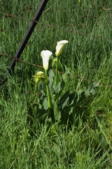 Zantedeschia albomaculata