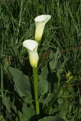 Zantedeschia albomaculata