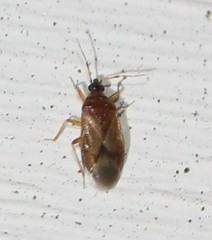 Amphiareus obscuriceps