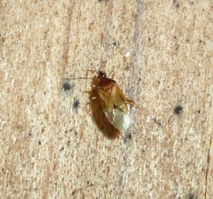 Amphiareus obscuriceps