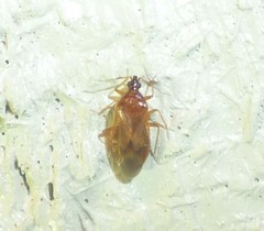 Amphiareus obscuriceps