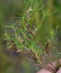 Carpacoce