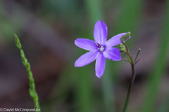 Agrostocrinum hirsutum