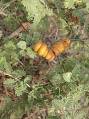 Prosopis reptans