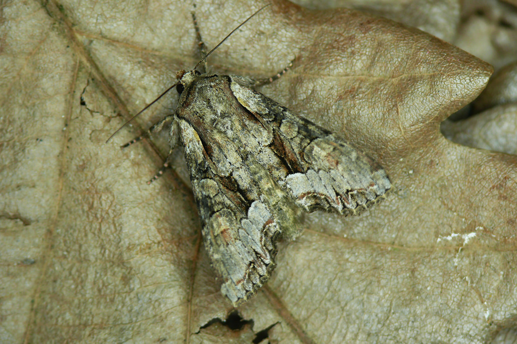 Light Brocade