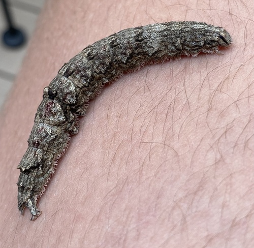 Sweetheart Underwing