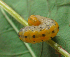 Tenthredo amoena